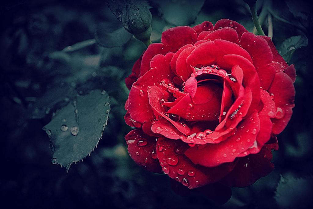 To Change: A Rose By Any Other&nbsp;Name